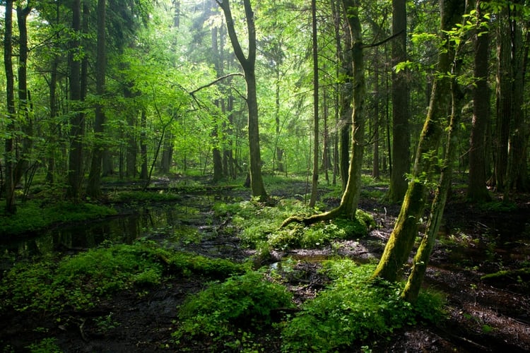 Abarcando todo el Parque Nacional Białowieża en el este de Polonia, el vasto bosque crea un oasis de desierto en medio de un continente lleno de gente (Shutterstock)