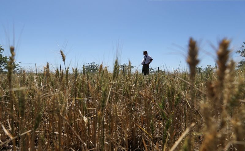 Foto de archivo: un productor observa el campo de trigo afectado por una importante sequía en la provincia de Buenos Aires, Argentina. 5 dic, 2022. REUTERS/Agustin Marcarian
