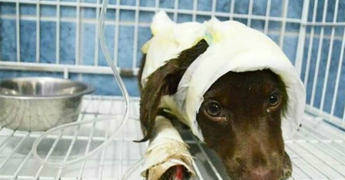 Ley de maltrato animal: continúa el debate por la reforma de la ley que  pena la crueldad - Infobae