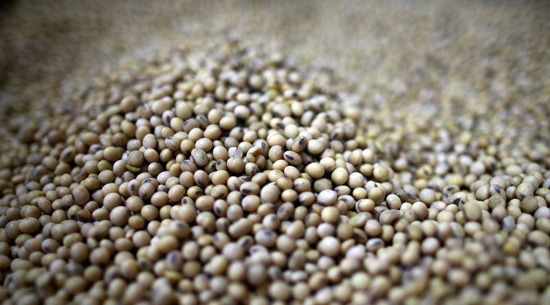 La disponibilidad de poroto condiciona la elaboración de aceite y harina de soja
REUTERS/Agustin Marcarian