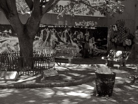 El retoño del pacará, en la plazoleta  situada a una cuadra de Parque Chacabuco.