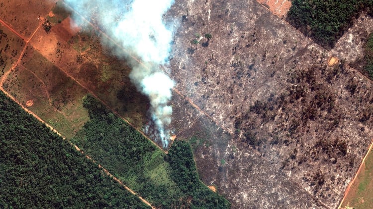 La WWF estimó que la Amazonía “pierde tres canchas de fútbol por minuto” por este incendio (AP)