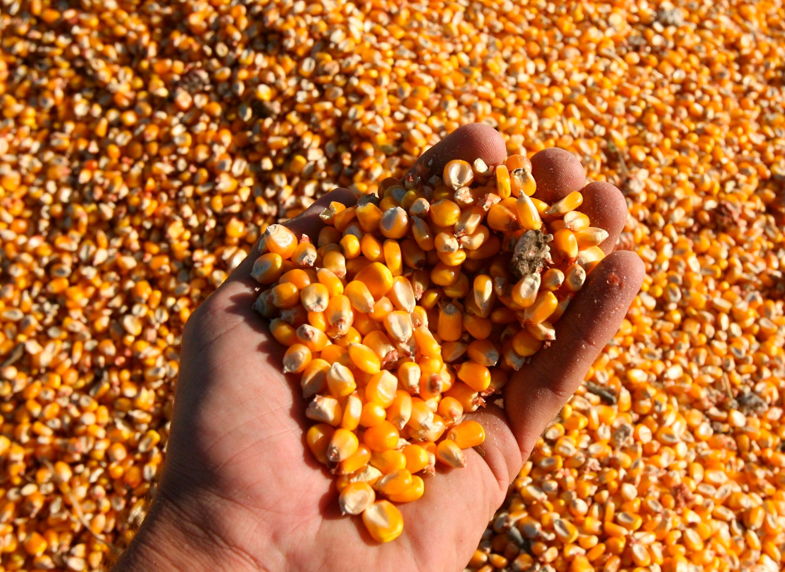 Tras el anuncio del "dólar maíz", el cereal ya cuesta $60.000 la tonelada, 20% más que antes de la norma