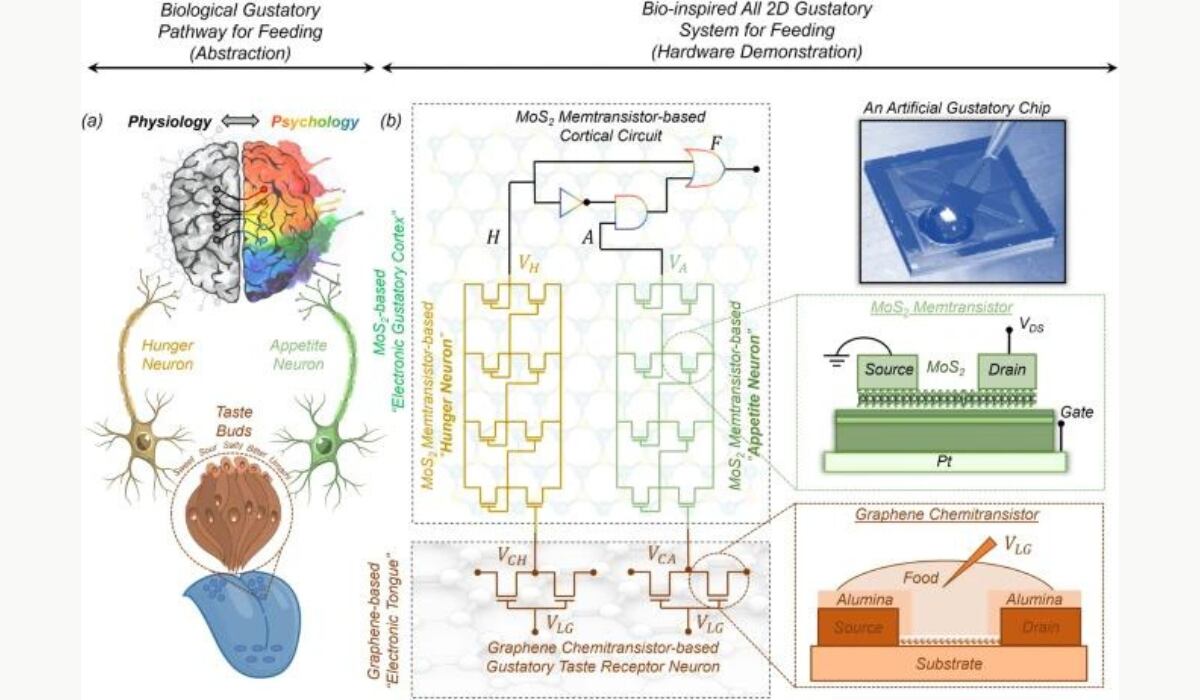 Una abstracción simplificada de la vía gustativa biológica para la alimentación. (Nature Communications)