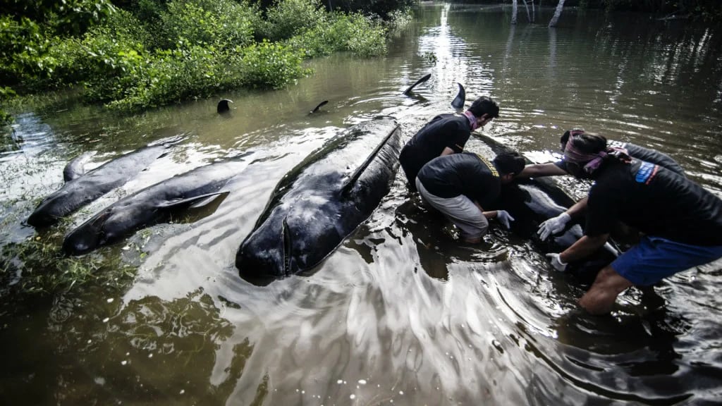La repentina baja en la marea dejó varados a los 32 animales (AFP)