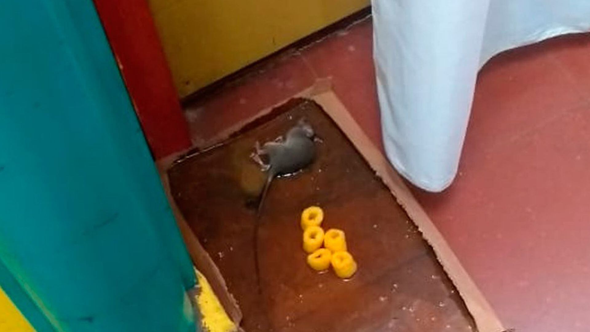 En la escuela de Almagro que suspendió las clases en marzo aparecieron roedores vivos y muertos en espacios comunes