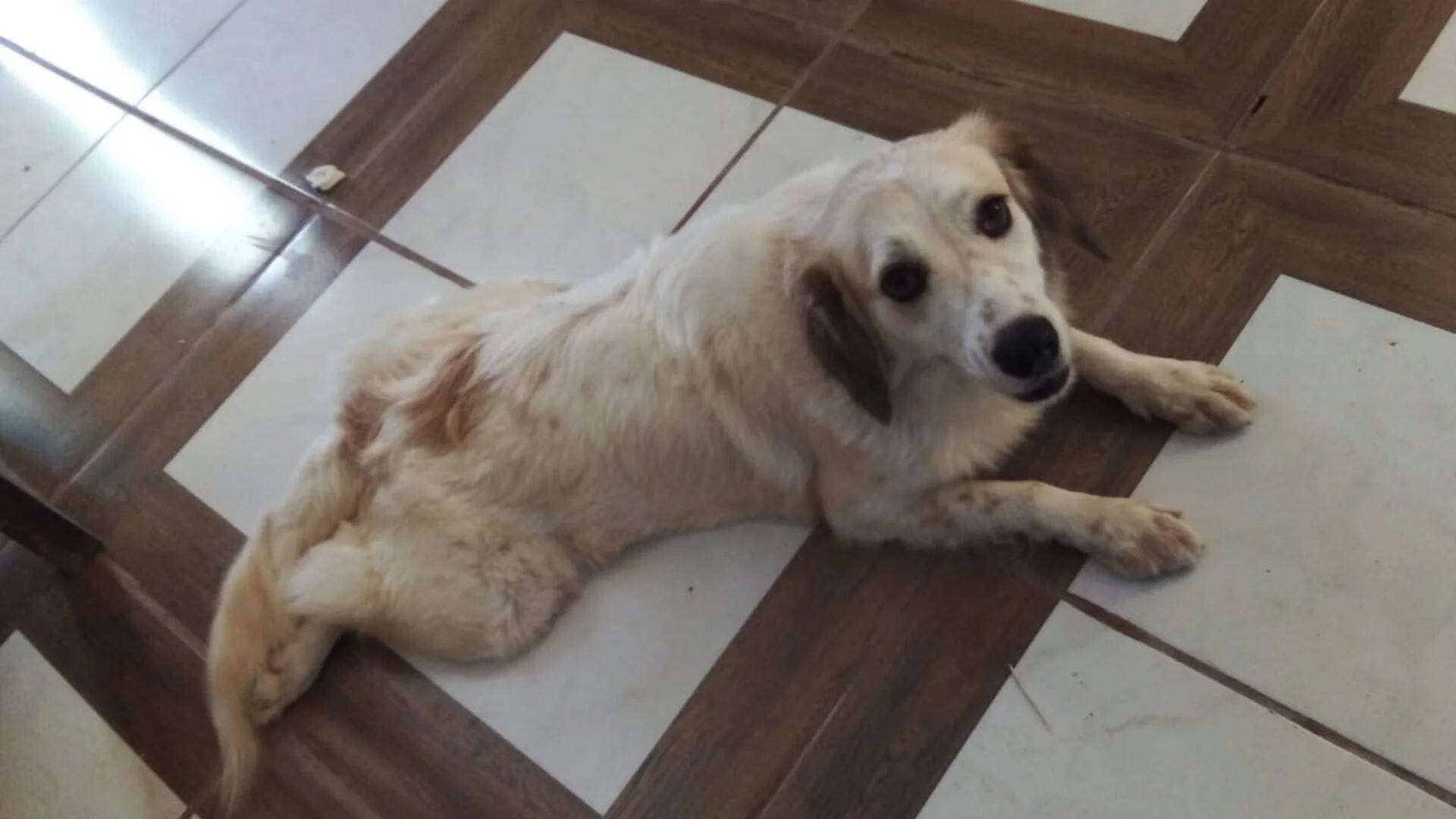 Sky la canina que fue adoptada por Dulce en el refugio de Dejando Huella en Tamaulipas (Facebook Refugio Dejando Huella)
