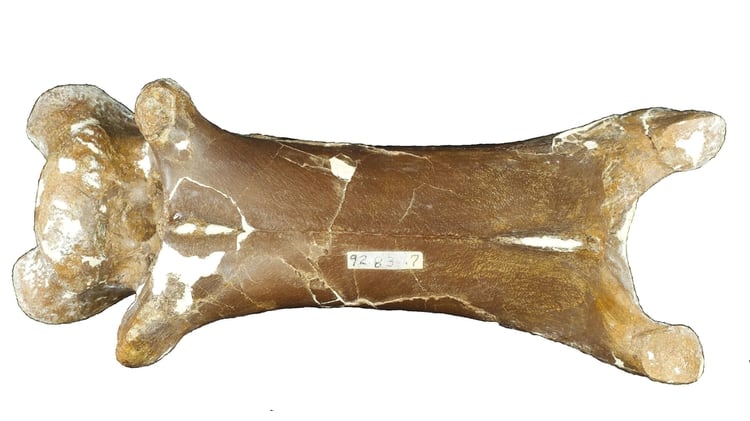 Un fósil del cuello de un Cryodrakon boreas, publicado por la Universidad Queen Mary de Londres (Foto: David Hone/Queen Mary University/AFP)