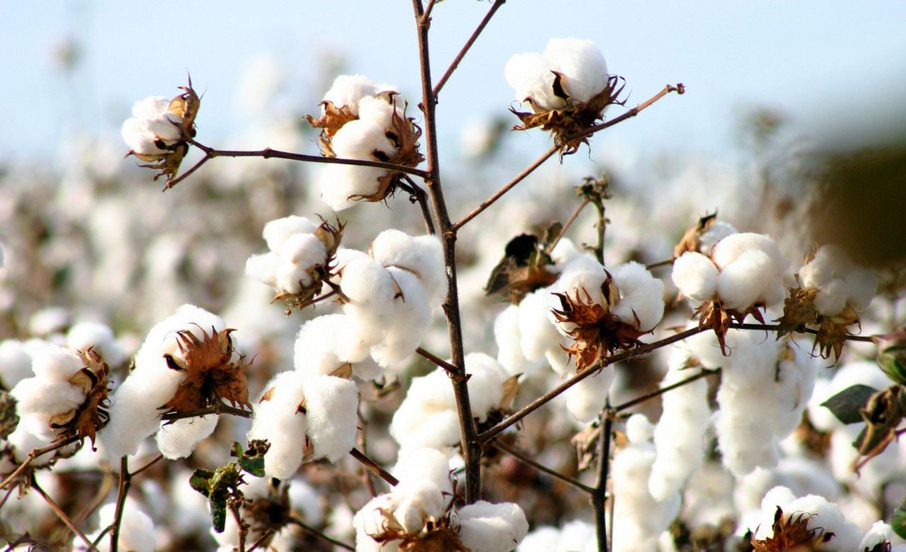 El algodón está alcanzado por el dólar economías regionales 
