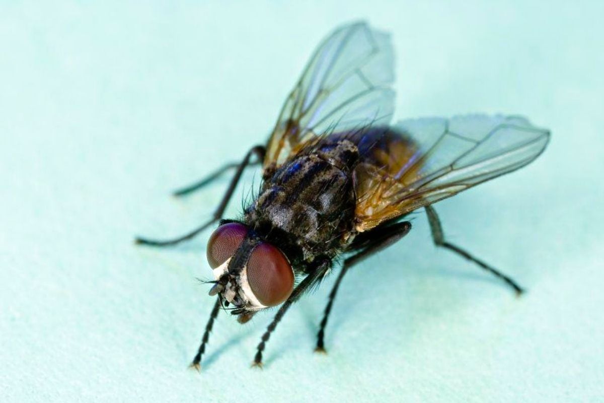 Cuál es la función de las moscas en el mundo. (Foto: Captura)