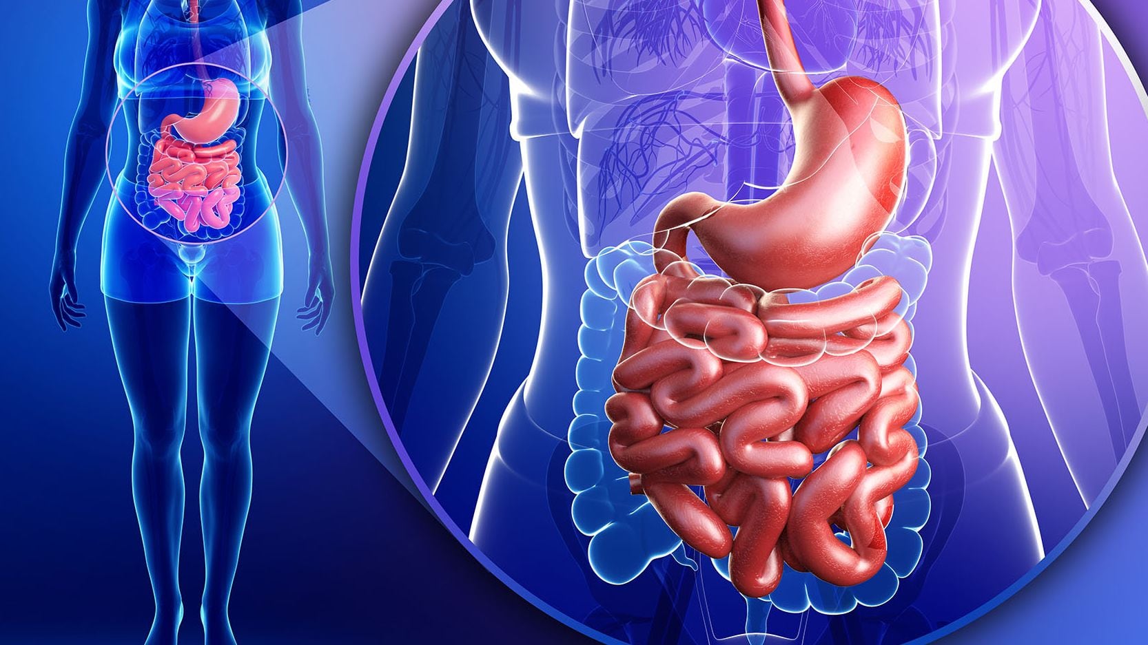 Las propias bacterias intestinales, así como reciben, producen las vitaminas K y B12, que el cuerpo no puede producir por sí solo. (iStock)