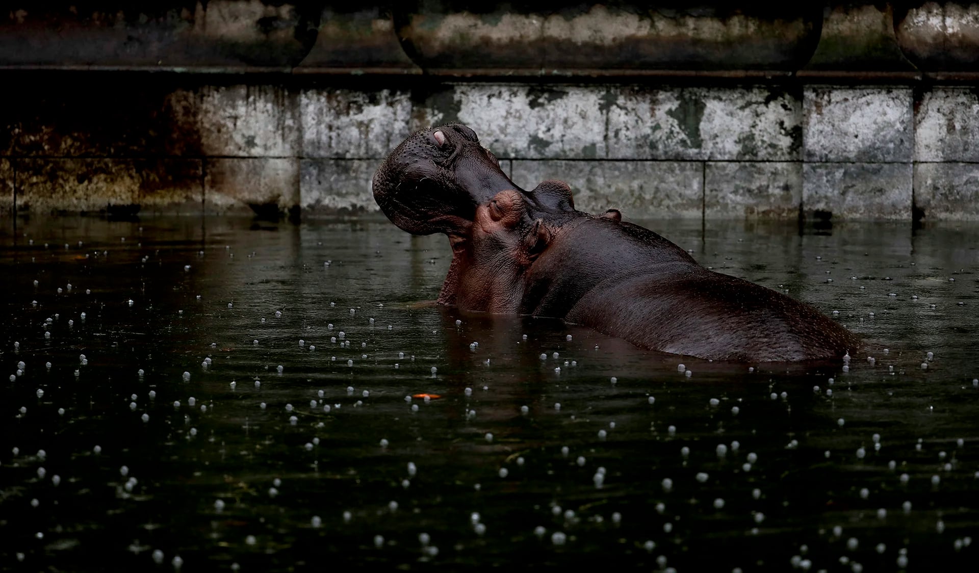 Guille, el hipopótamo