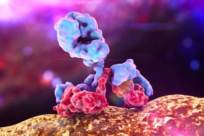 Evidencia preliminar sugiere que el tratamiento con mAb puede reducir la cantidad del virus SARS-CoV-2 en el organismo de un infectado (Shutterstock)