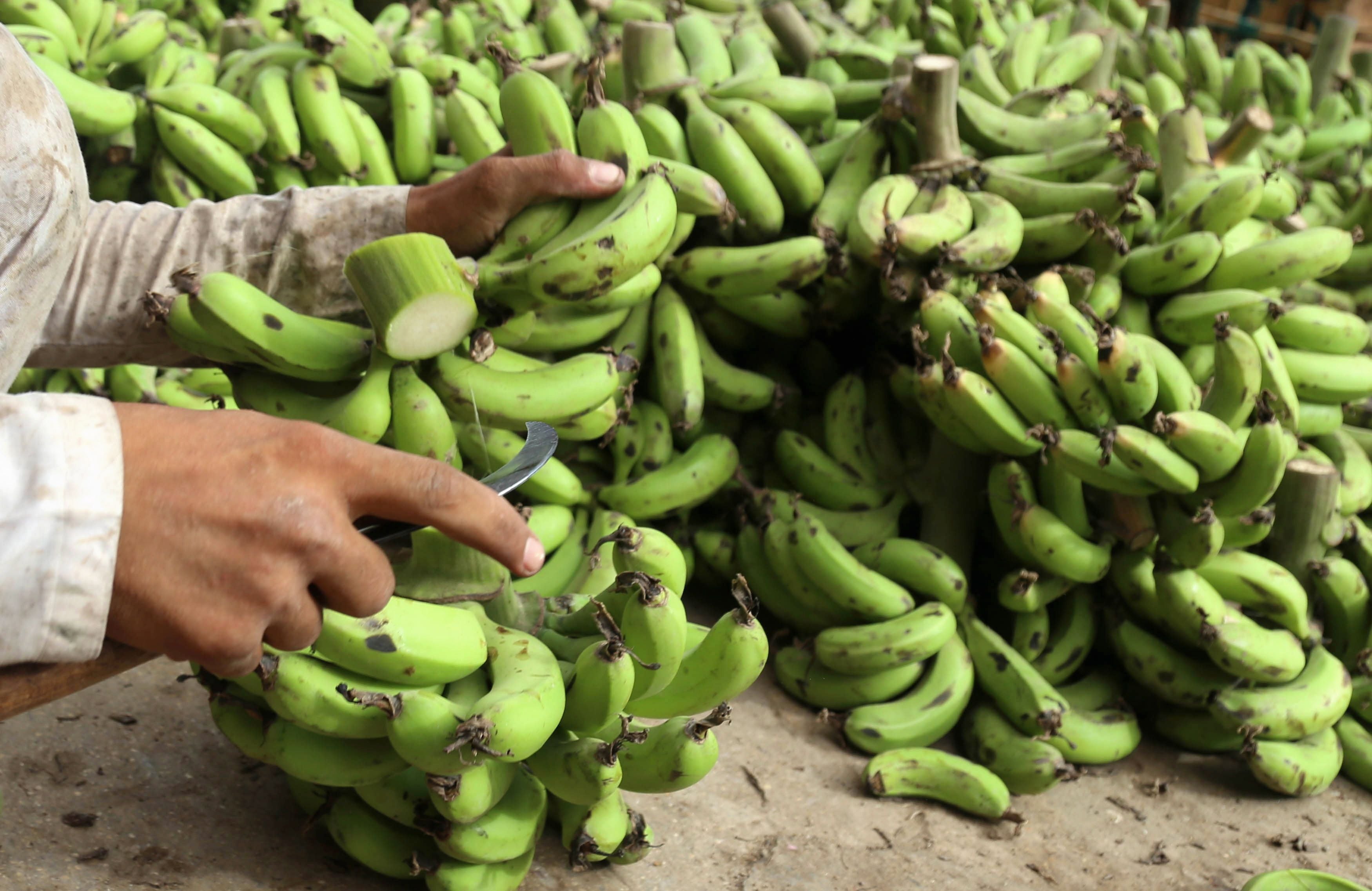La droga se esconde en contenedores de banano, uno de los productos más exportados desde Ecuador (EFE/Rehan Khan)
