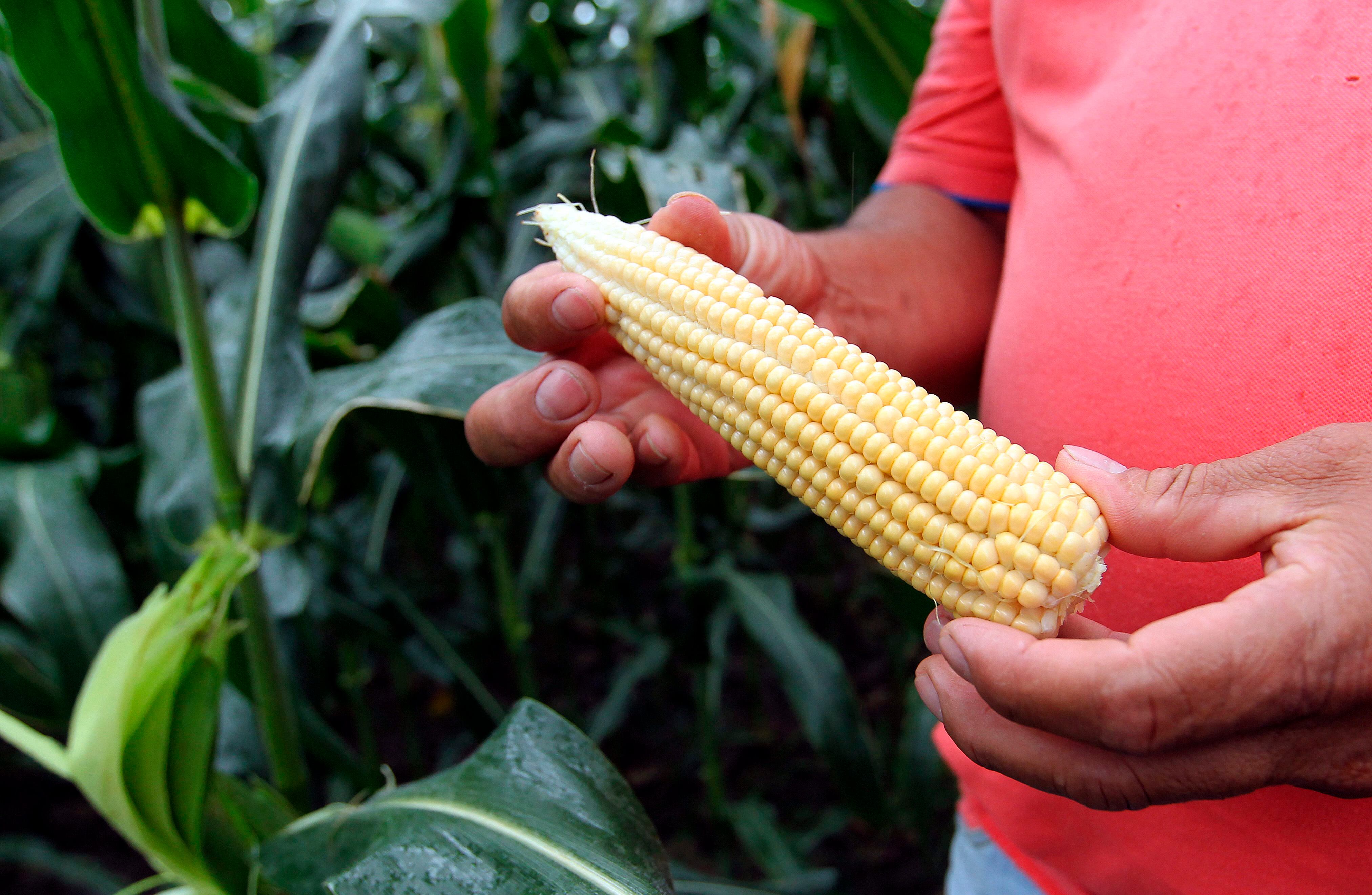 Las semillas transgénicas han permitido a los agricultores colombianos mejorar las cosechas de maíz y algodón sin ampliar la frontera agrícola y con menores costos económicos. EFE /MAURICIO DUEÑAS CASTAÑEDA /Archivo
