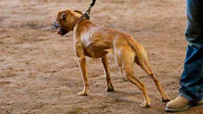 Ningún perro de estas características debe salir a la calle si no es con collar, correa y con bozal (Foto: Club Pitbull Trujillo)