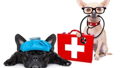 Si es necesario llevar a la mascota al veterinario, es recomendable realizar la consulta en forma telefónica respecto a la necesidad de acudir o no al consultorio (Shutterstock)