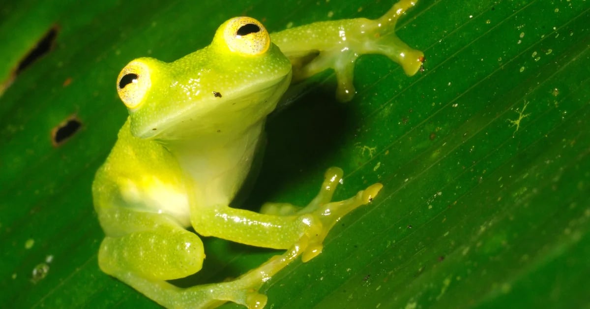 Was ist das Geheimnis des Glasfrosches, der Menschen mit Gerinnungsproblemen hilft?