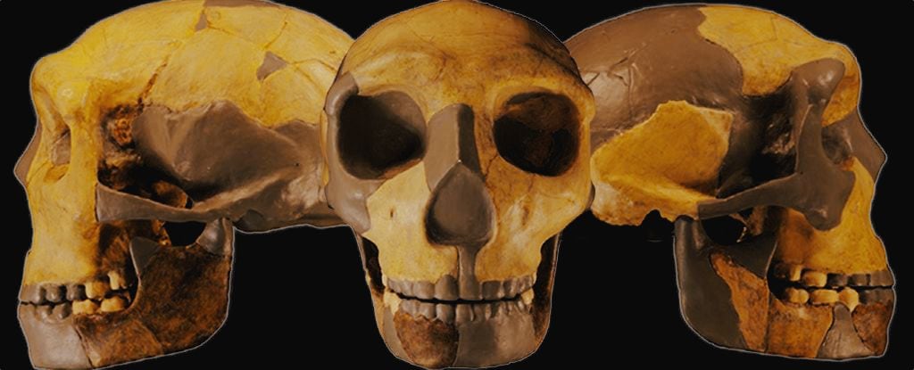 El rostro del homínido tiene una estructura similar a la del linaje humano moderno, que se separó del Homo erectus hace 750.000 años (Journal of Human Evolution)