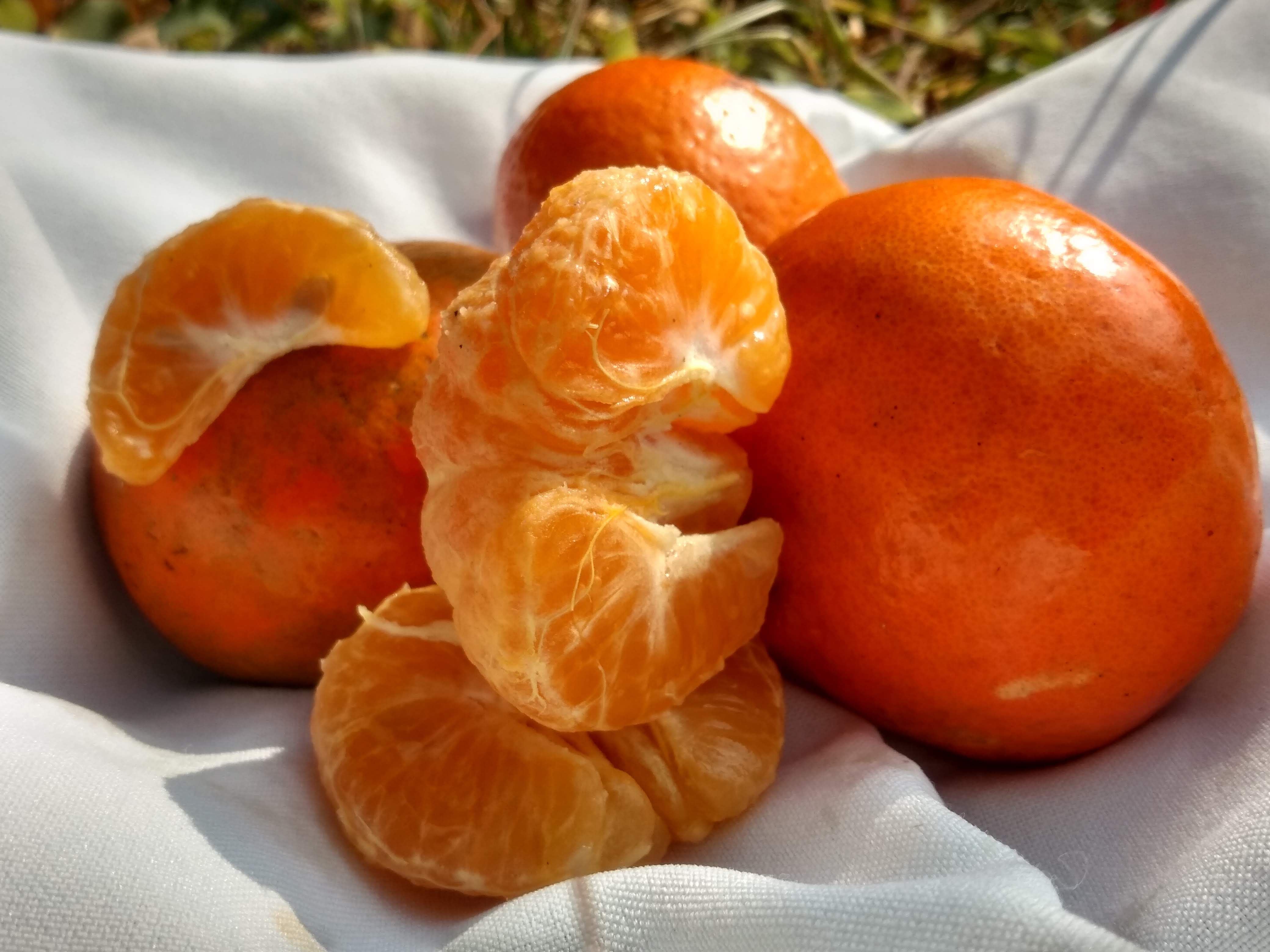 Citrus season arrives at the end of September (Minister of Agriculture and Rural Development)
