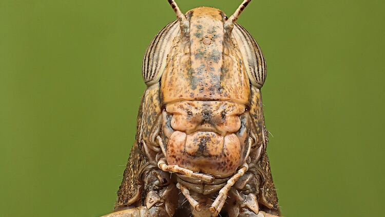 Se trata de un insecto versátil, con una gran capacidad de dispersión –puede moverse hasta 150 kilómetros en un día– y voracidad –se alimenta de distintas especies vegetales–(Getty)
