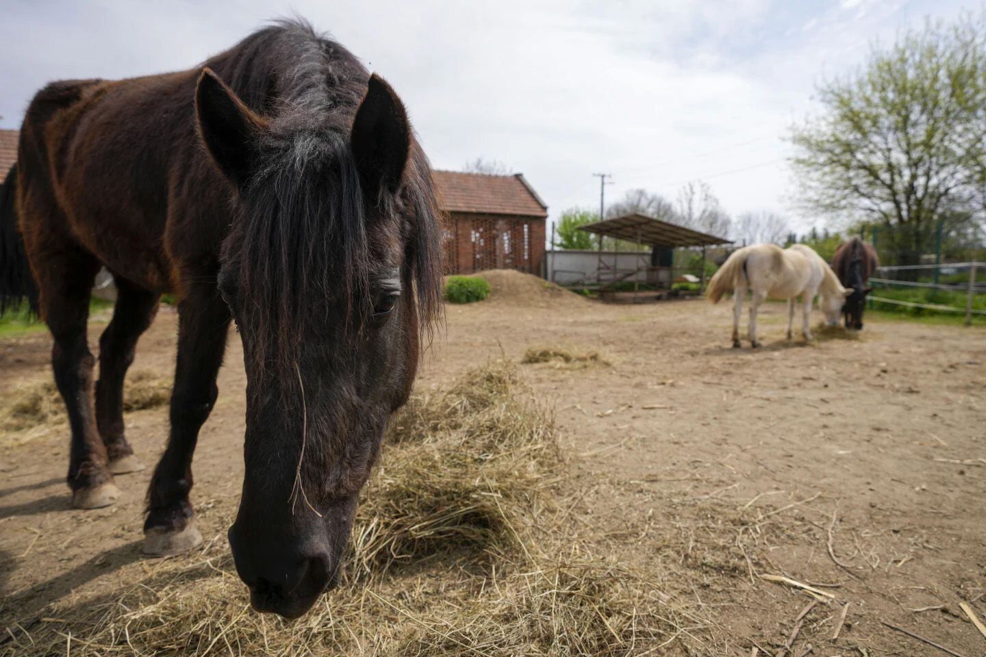 Durante casi una década, el santuario ha sido el hogar de más de una docena de equinos .(AP Photo/Darko Vojinovic) Santuarios animales, caballos, equinos, cerdos, burros, animales, mascotas, noticias de animales, noticias de mascotas, Serbia, Lapovo