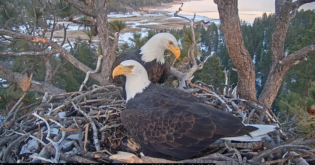 The couple of eagles that keep thousands of Americans waiting