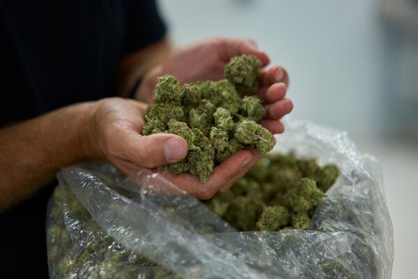 Flores de marihuana cosechadas (The Washington Post / Philip Cheung)