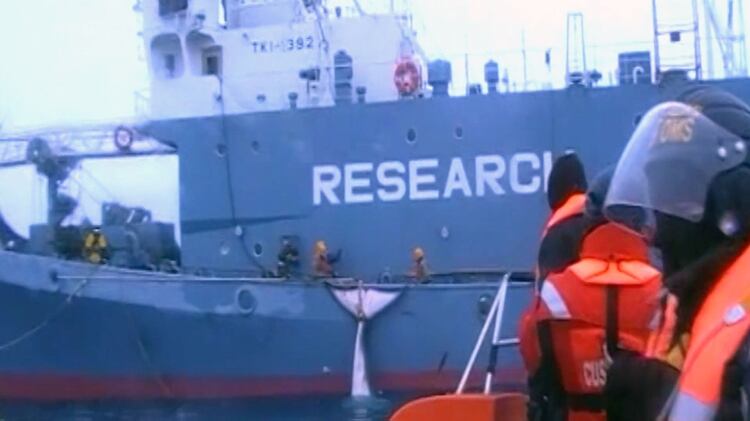 Durante años, Japón siguió cazando ballenas con fines científicos