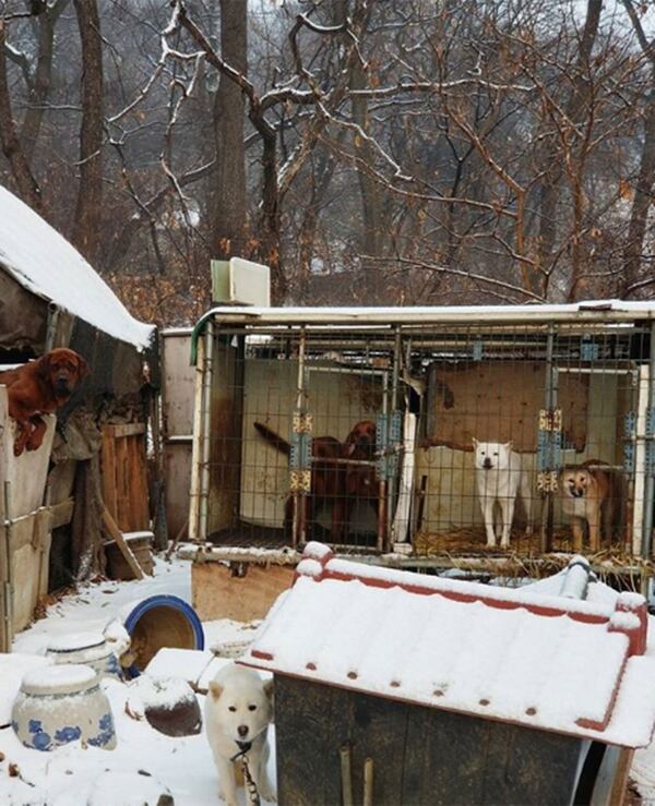 El atleta Gus Kenworthy denunció las malas condiciones en las que tienen a los perros en los criaderos de Pyeongchang