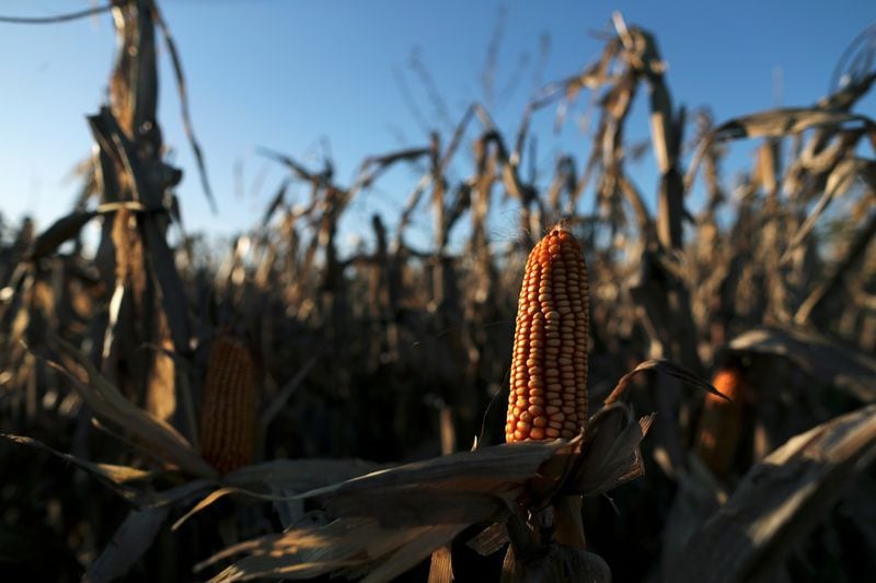 FOTO DE ARCHIVO: Plantas de maíz son vistas en un campo en Chivilcoy, en la provincia de Buenos Aires, Argentina April 8, 2020. REUTERS/Agustin Marcarian/File Photo