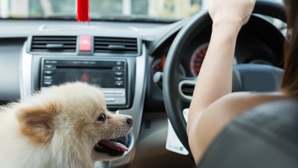 Es importante que los dueños sean rigurosos con el hecho de que la mascota viaje en el asiento trasero (Getty Images)