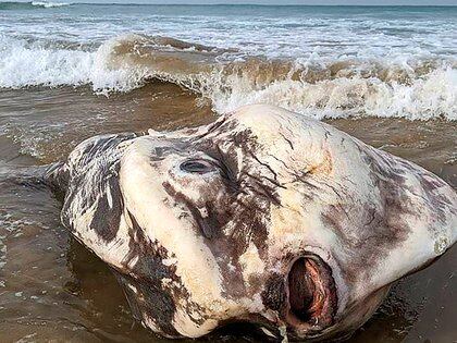Una enorme criatura marina apareció en las costas de Australia ...