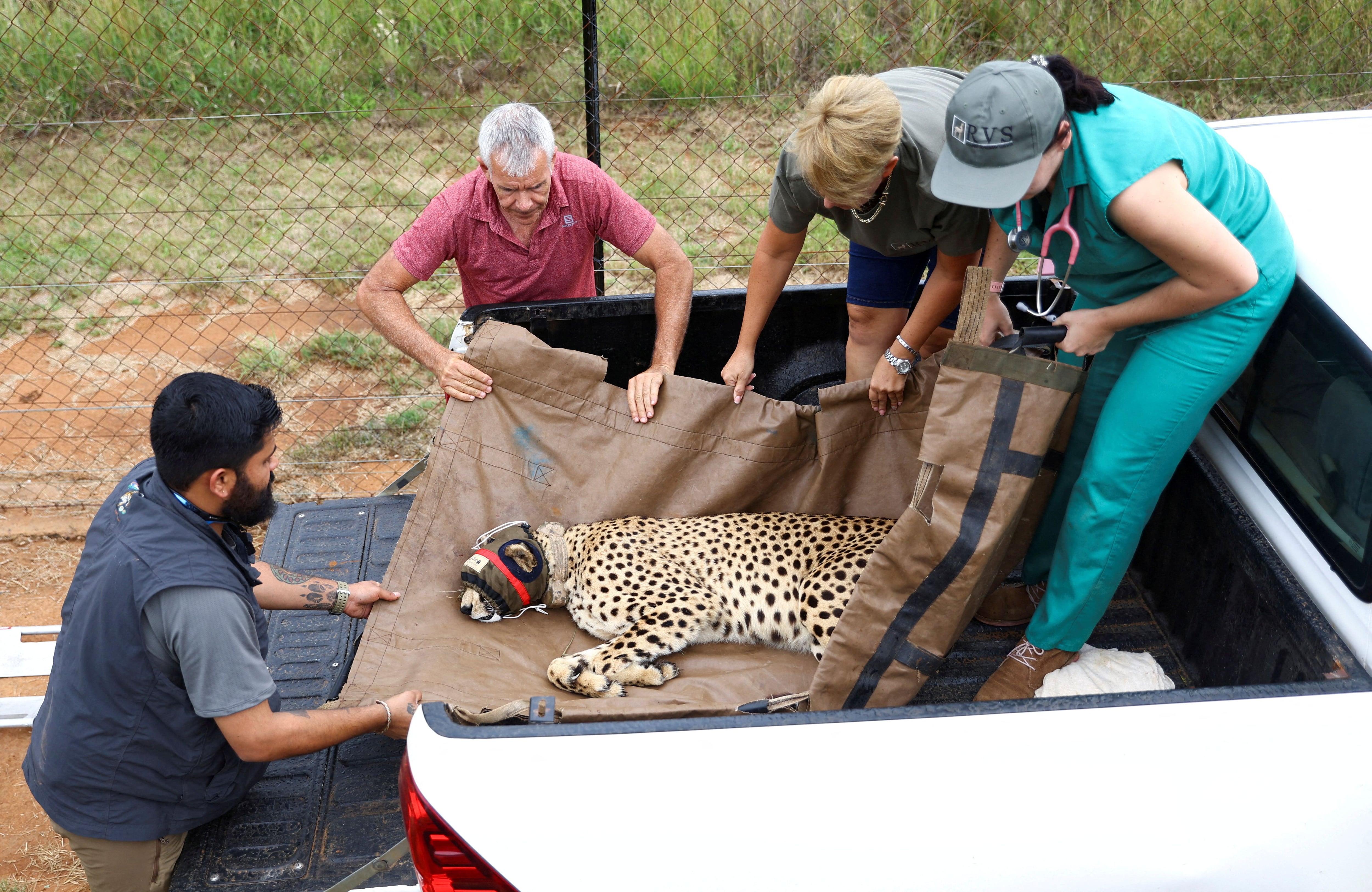 FOTO DE ARCHIVO: Un guepardo es cargado en un camión tras ser sedado, antes de ser trasladadodesde Sudáfrica a la India, en Rooiberg, Sudáfrica, el pasado 17 de febrero de 2023 (Reuters)