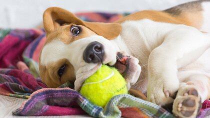 Los perros juegan a correr, y juegan a correr alternando los roles (Shutterstock)