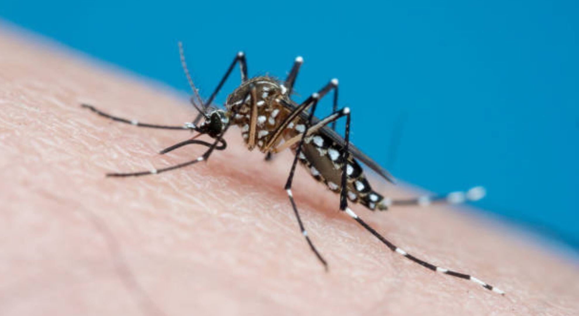 dengue mosquito Aedes Aegypty