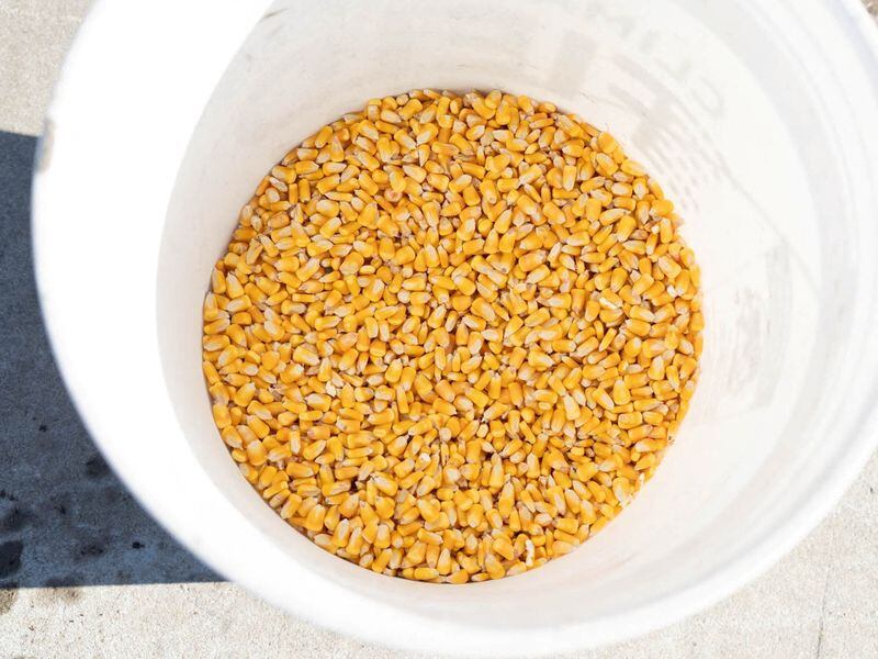 El maíz es el ingrediente principal del pozol. REUTERS/Lawrence Bryant/