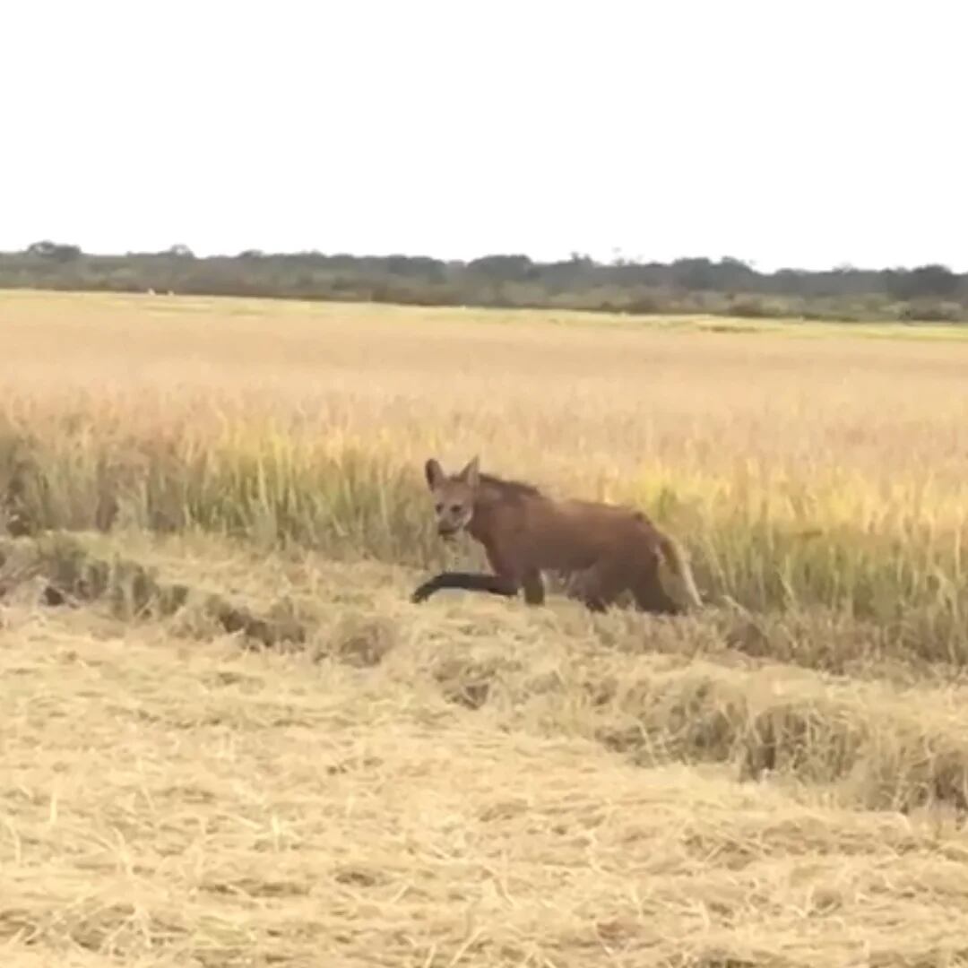 O animal do novo vídeo do cazum: a espécie é um argentinossauro