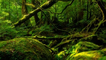 Kyushu, situada al sudoeste de la isla principal de Honshu, lo reúne todo a la vez: un clima templado, una naturaleza de un verde lujurioso, fuentes calientes y formaciones volcánicas con unas formas misteriosas (Shutterstock)