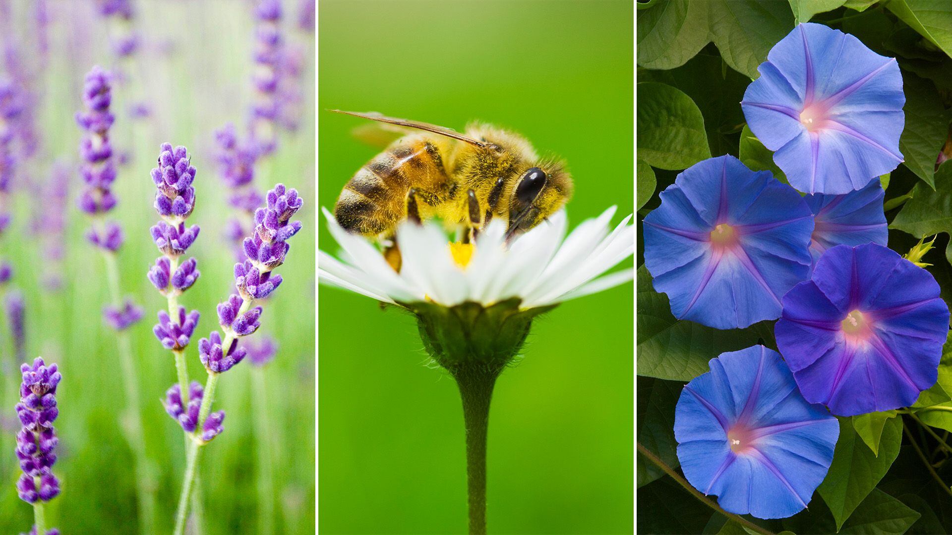 Estas son las plantas que puedes tener en tu jardín para ayudar a las abejas.