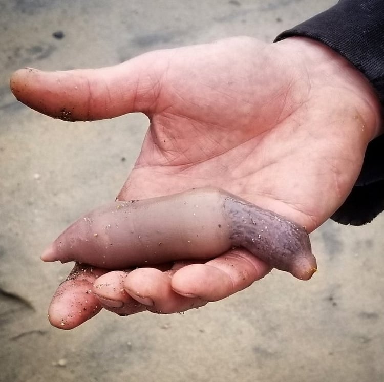 En países asiáticos se le atribuyen propiedades medicinales (Foto: Twitter@FrankFFurterl)