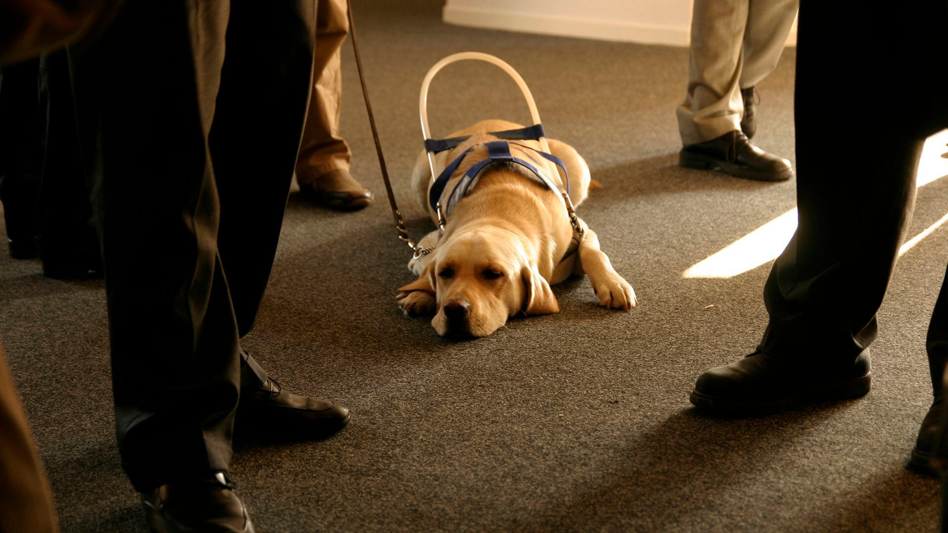 Los perros lazarillo están entrenados para acompañar y asistir a personas con ceguera y otro tipo de impedimentos físicos. 
