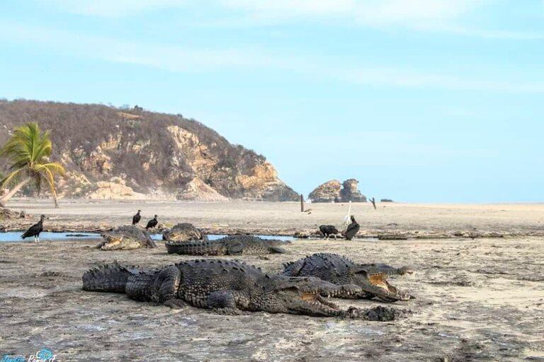 Cocodrilos Regresaron A Las Playas De Oaxaca Debido A La Cuarentena Por