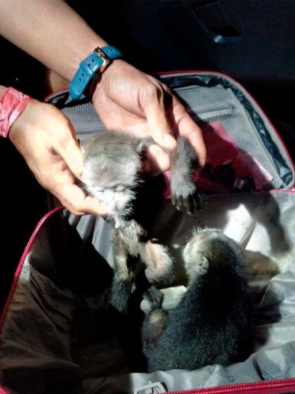 Los monos rescatados fueron puestos a dispoisición de la PROFEPA (Foto: Vocería de la Guardia Nacional)