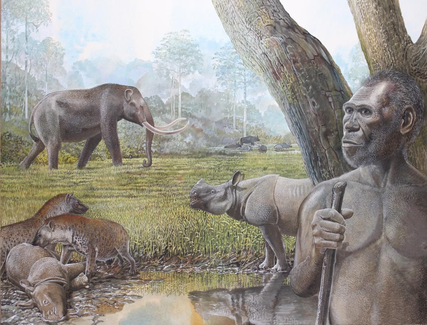 Una ilustración del Pleistoceno medio en el sudeste asiático En primer plano, se representan Homo erectus, stegodon, hienas y rinocerontes asiáticos (Europa Press)
