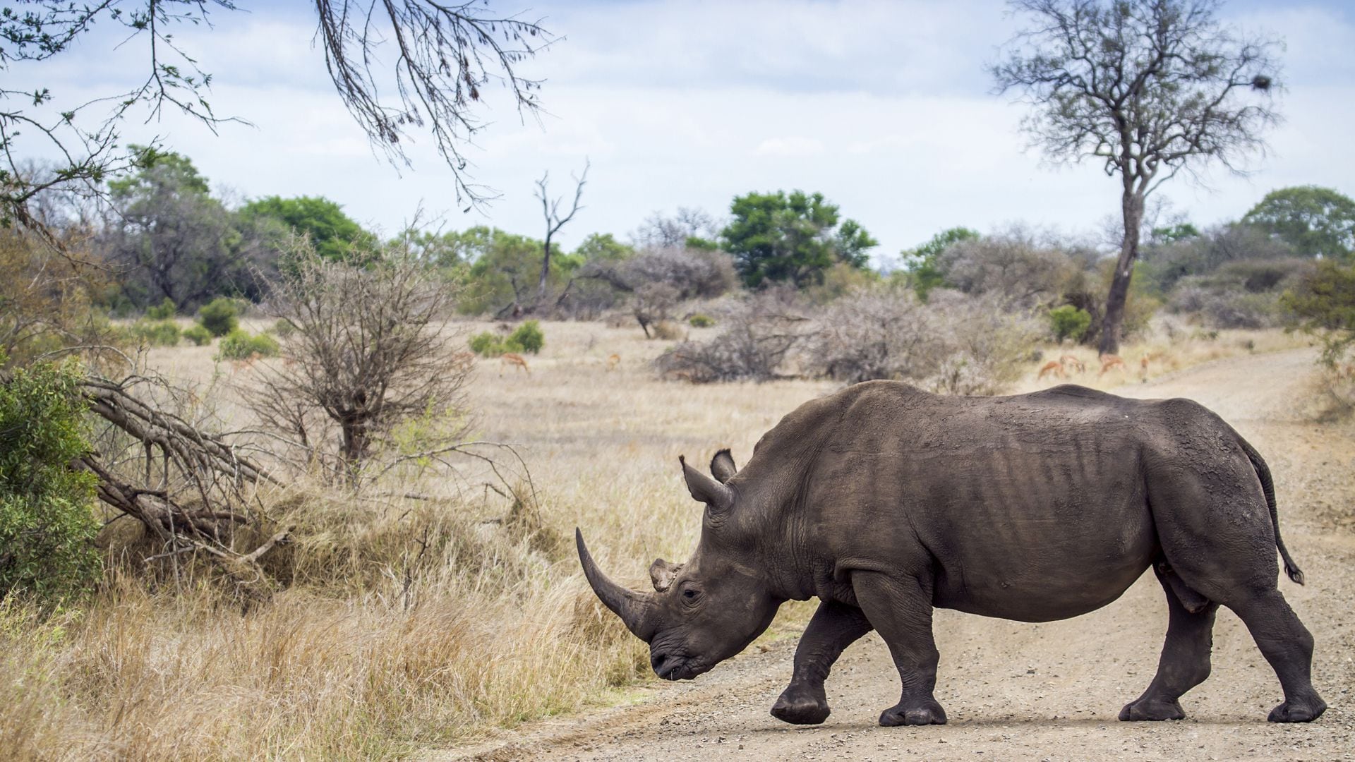 La caza de rinocerontes ha aumentado en la última década (Foto: shutterstock)