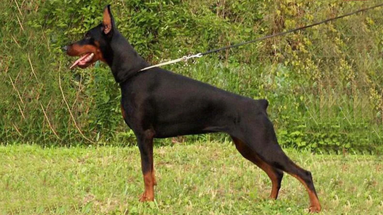 Cuáles son las 10 mejores razas de perro guardián - Infobae