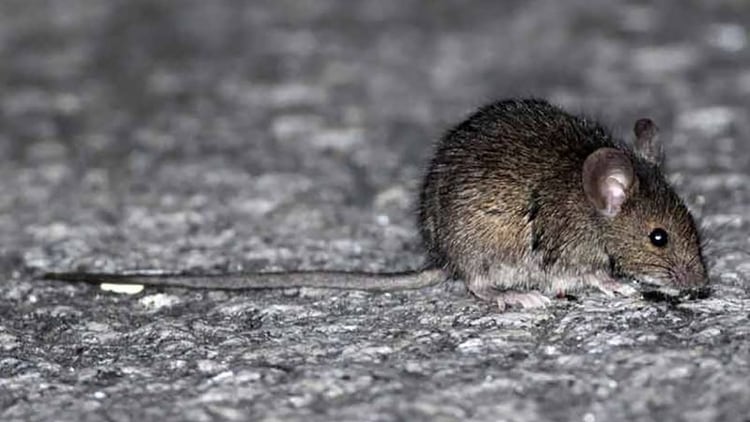 El tipo de ratón silvestre que transmite el hantavirus
