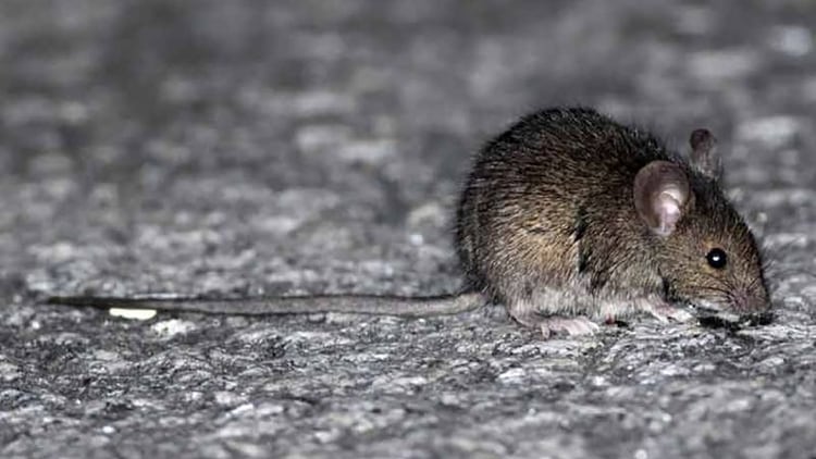 El hantavirus es una enfermedad de origen viral, con una alta letalidad