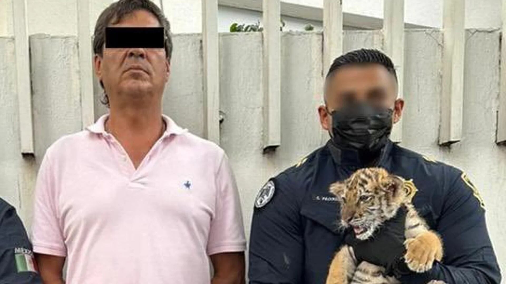 Detuvieron a presunto vendedor de animales exóticos en la GAM; transportaba un cachorro de tigre